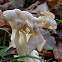 White Saddle
