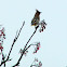 Bohemian waxwing