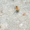 Western Honey Bee