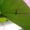 Crane fly?