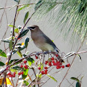 Cedar Waxwing