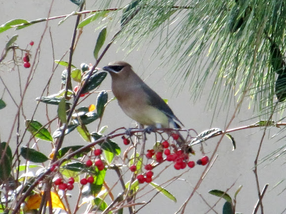 Spotting Image 1