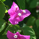 Bougainvillea