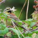Cirl Bunting, escribano soteño