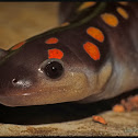 Spotted Salamander