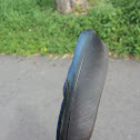 Magpie