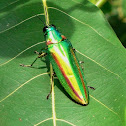 Metallic Wood-boring Beetle