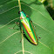 Metallic Wood-boring Beetle