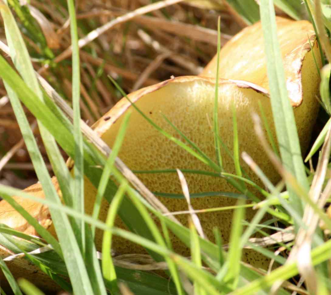 Phlebopus marginatus