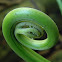 fern