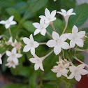 Penta (white)