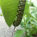 Monarch butterfly