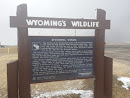 Wyoming Winds