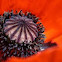 poppy