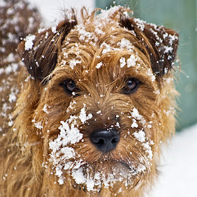 rusty-snow.jpg