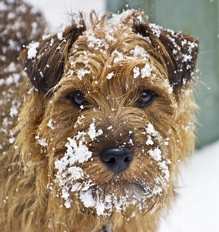 Come Inside? WHY by Catherine McKinty - Animals - Dogs Portraits