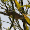 Dartford Warbler; Curruca Rabilarga