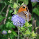 Meadow Brown
