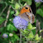 Meadow Brown