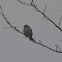 Chipping Sparrow