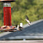 Ruby-throated Hummingbird