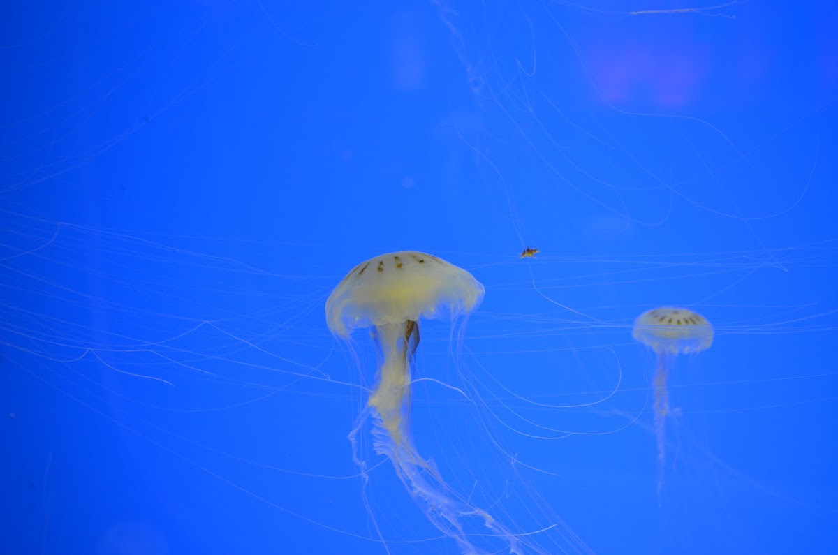 Jellyfish