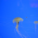 Jellyfish