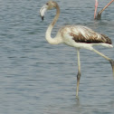 Flamingo