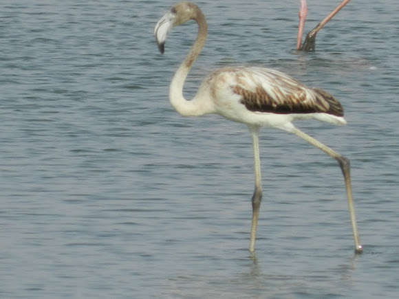 Spotting Image 1