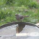 Female Mountain Bluebird