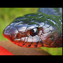 Eastern indigo snake