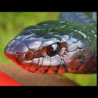Eastern indigo snake