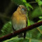 Mugumaki Flycatcher