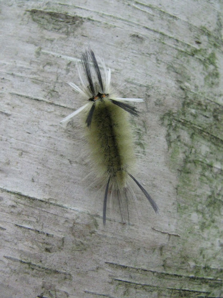 Spotting Image 1