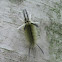 Banded Tussock Moth Caterpillar