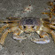 Ghost Crab