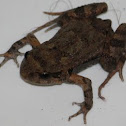 Common Eastern Froglet