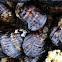 California Mussel