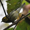 Black-throated Green Warbler