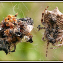 Star-bellied Orb Weaver Spider