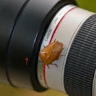 Litchi Stink Bug