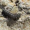 Hemileuca electra