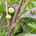 spotless ladybug