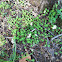 Sedum