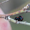 Black Two-spot Ladybird