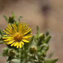 Unknown Flower