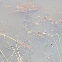 Marsh frog