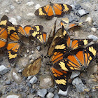 Pellenea Actinote