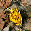 Golden Spindles