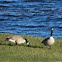 Canadian geese